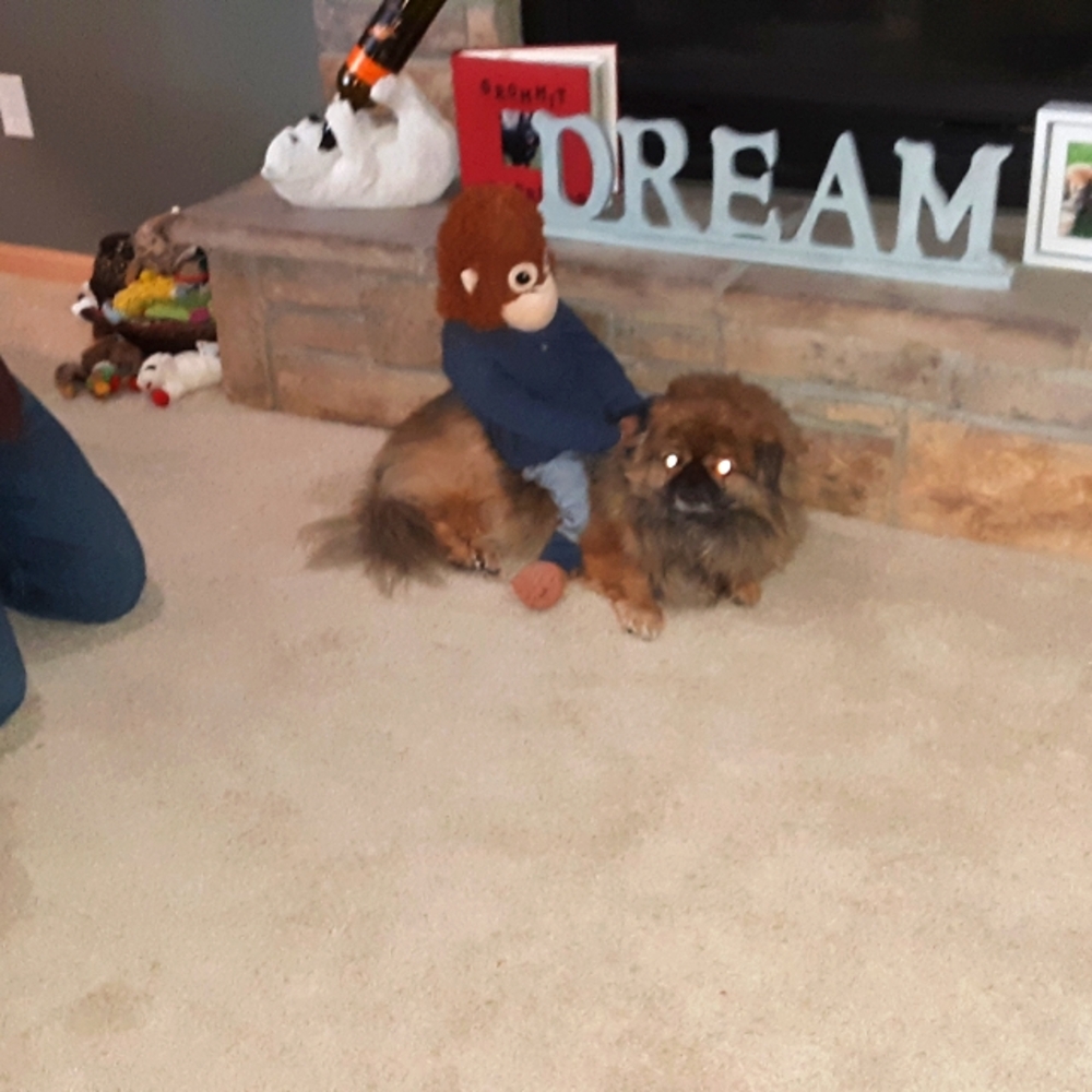 Pet friendly home